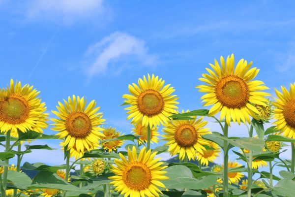 千葉市緑区おゆみ野南